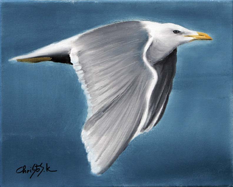 Gull -2